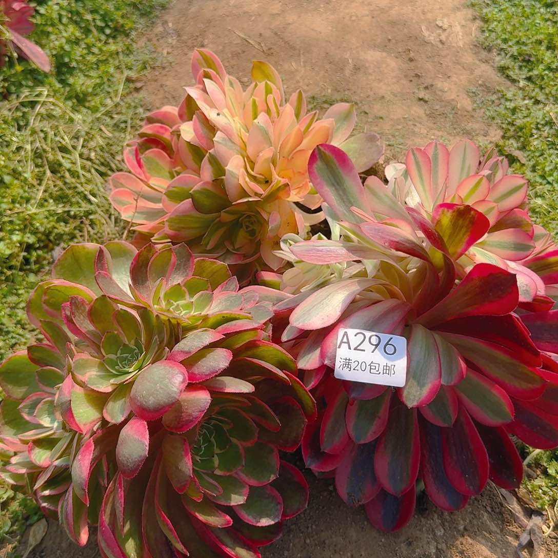 A296多肉植物yingyu