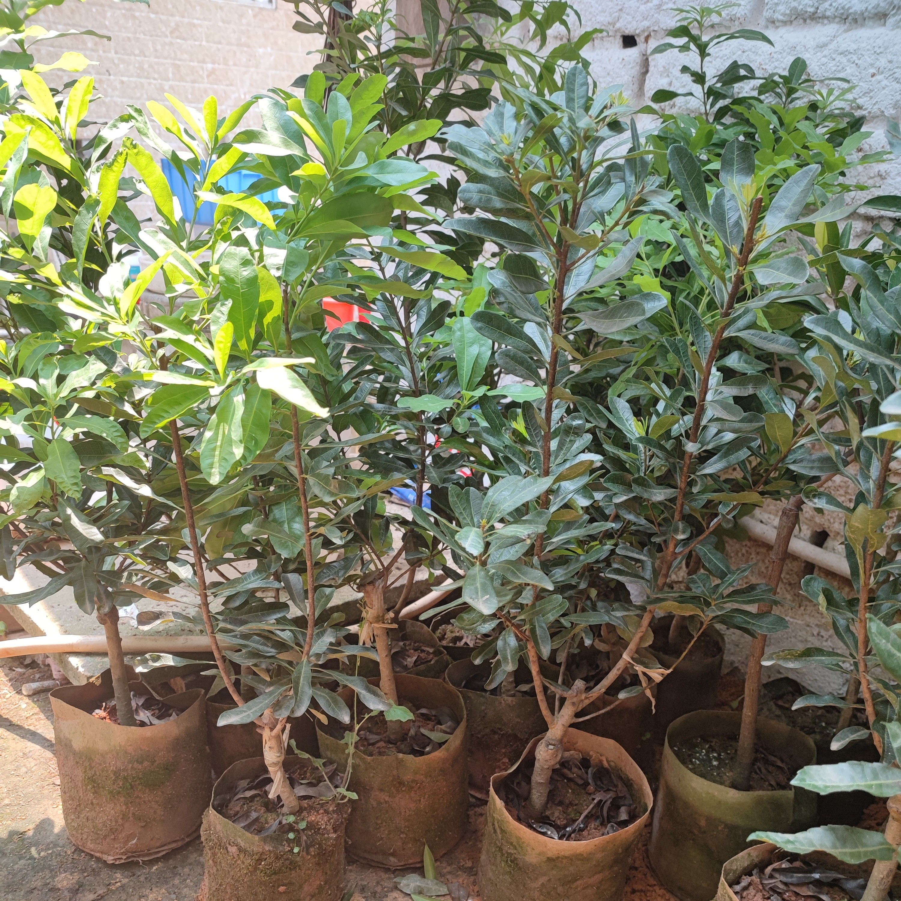 可盆栽可地栽园艺花卉绿植