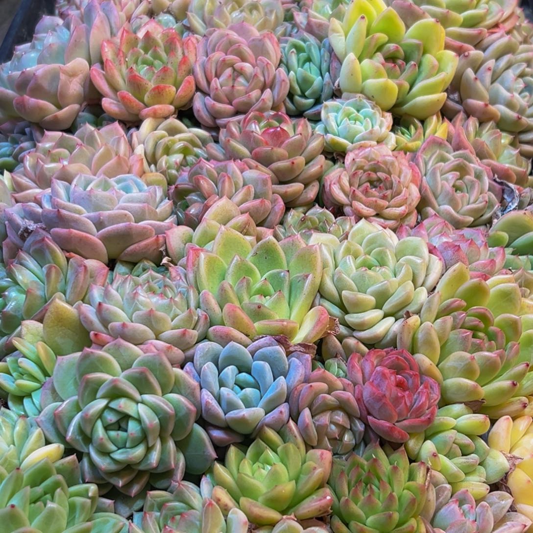 琴***妹658多肉葡萄的味道是真的