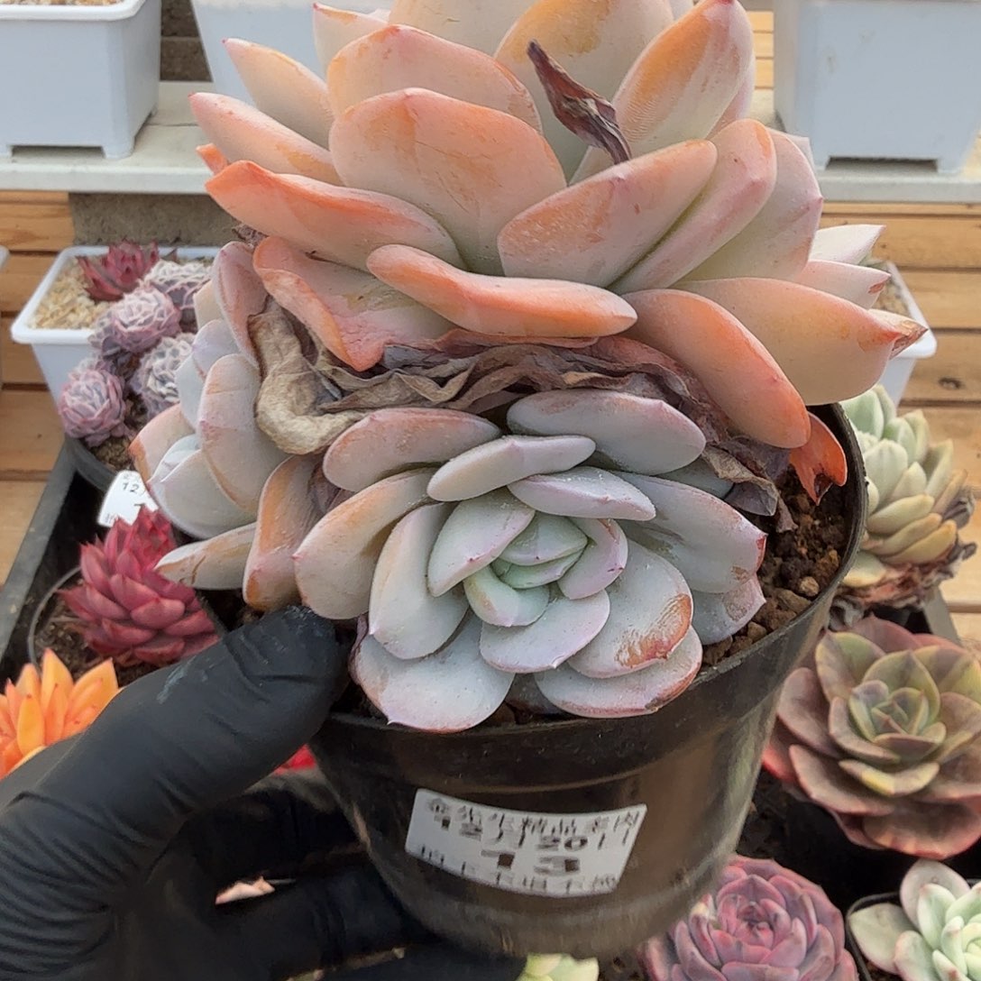 1220-13奶茶群生a