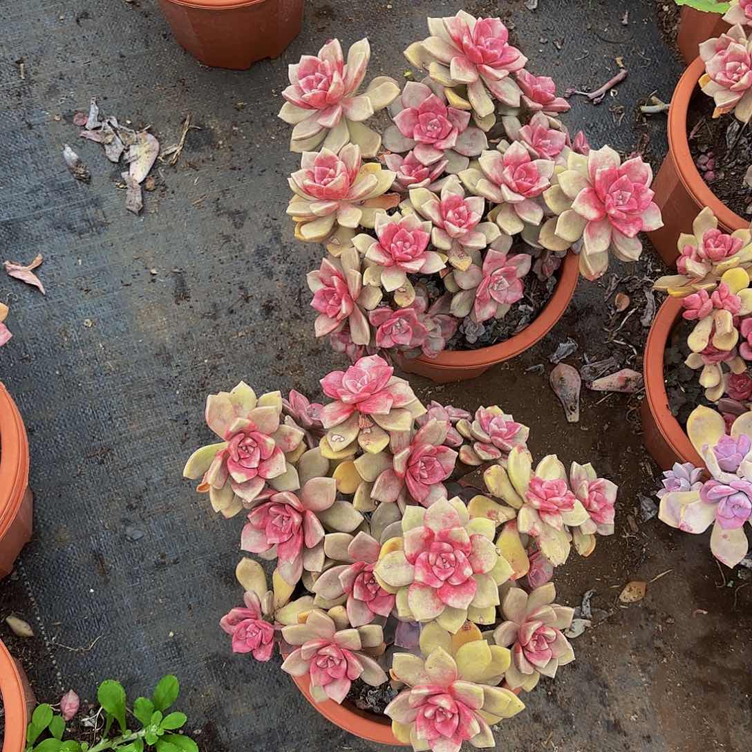 一***虹38号。            b