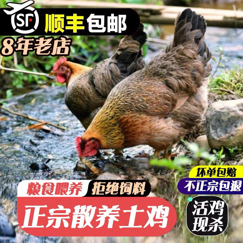 （顺丰包邮）四只当年母鸡共重11斤左右