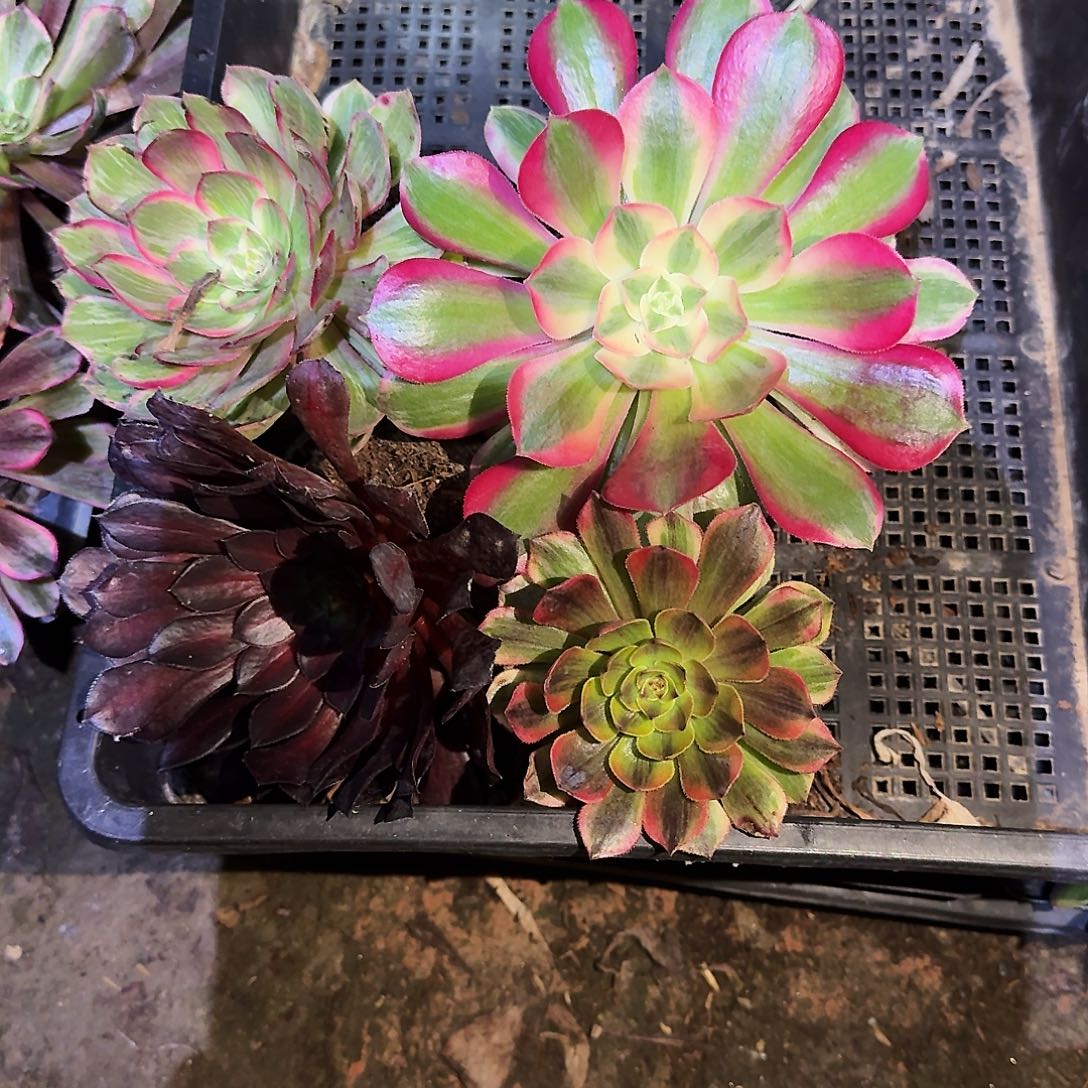 多肉植物6颗天天，