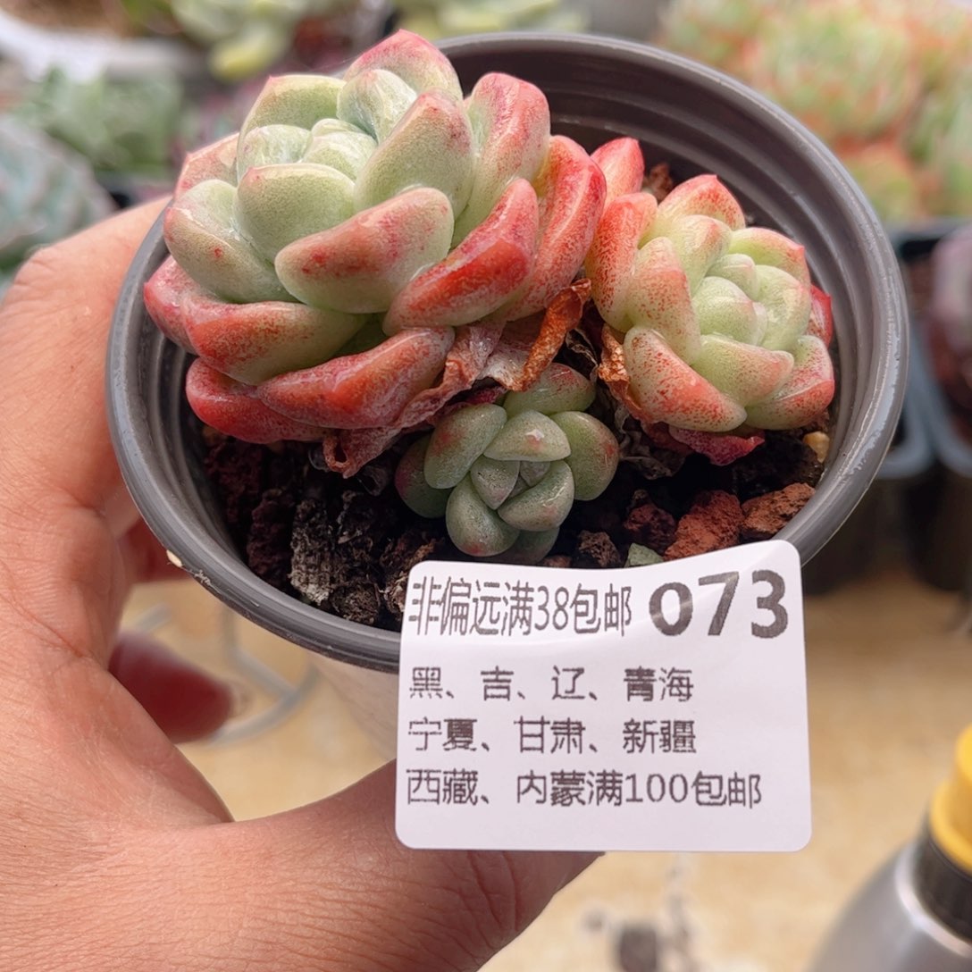 073冰玉德华多肉