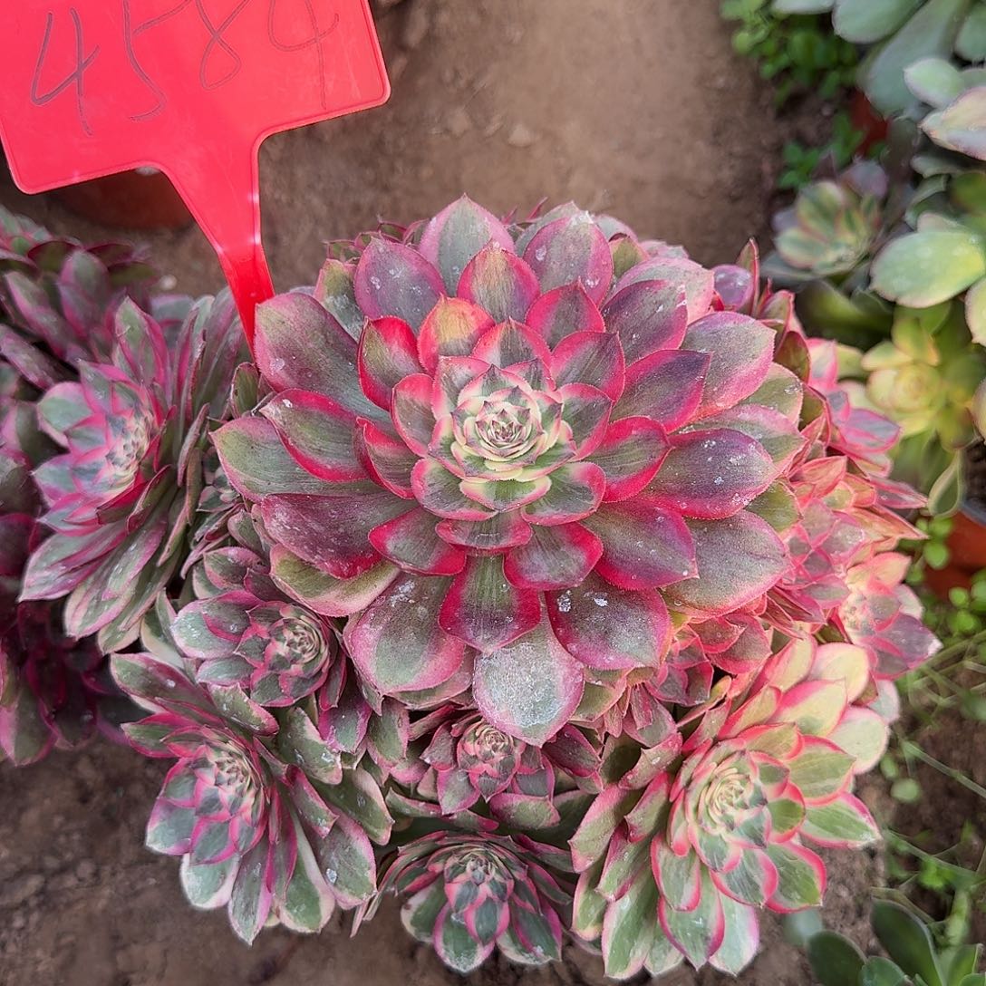 4584云荷多肉法师