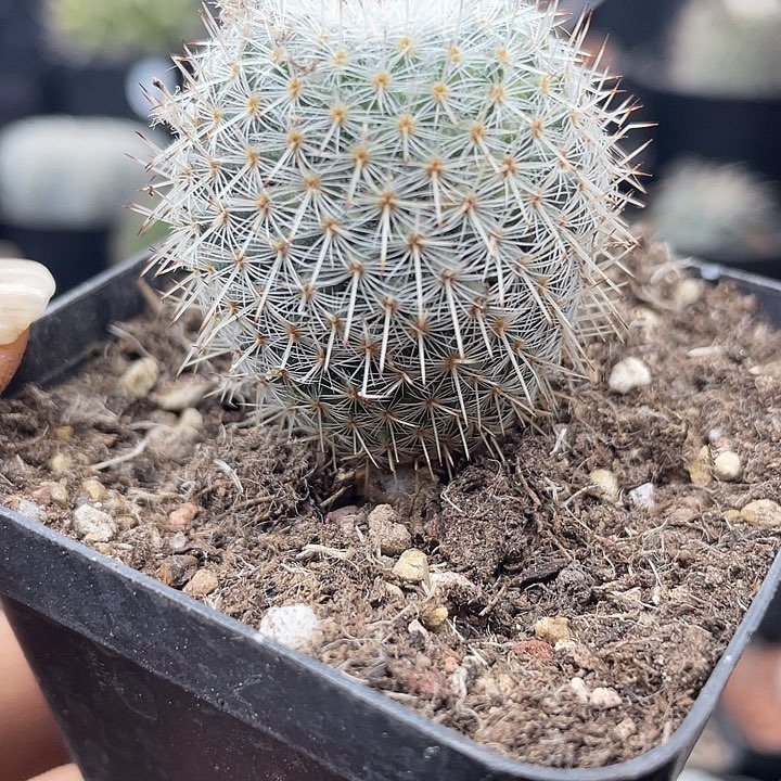 希望丸一颗包邮带盆发货