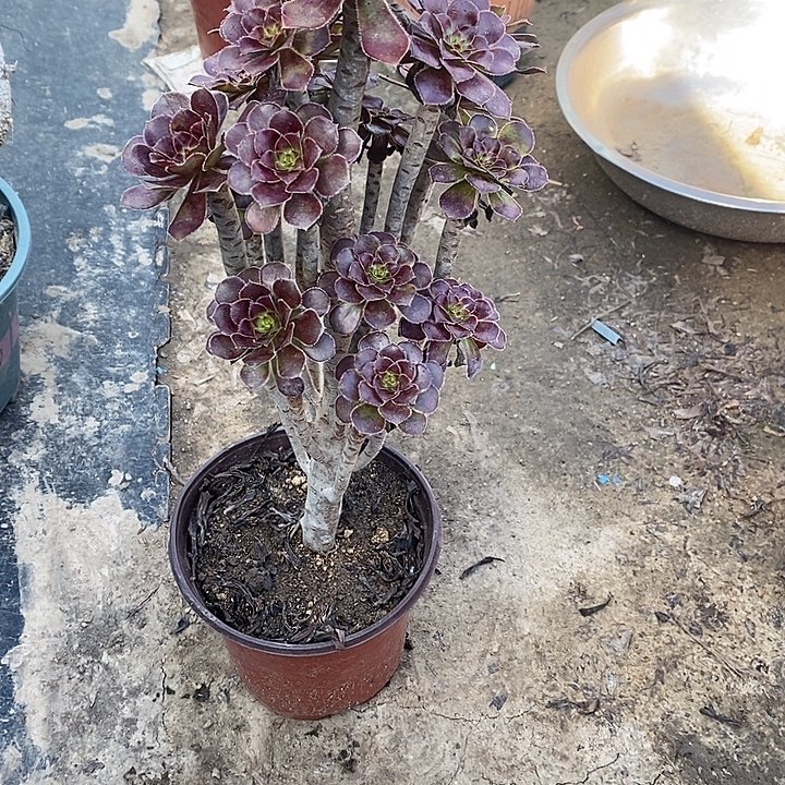 黑法62多肉植物法师法师法师