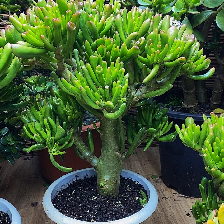 老桩吸财树一物一拍