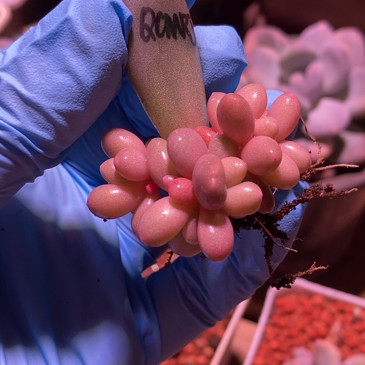 七彩奶酪锦基因多肉植物多肉植物