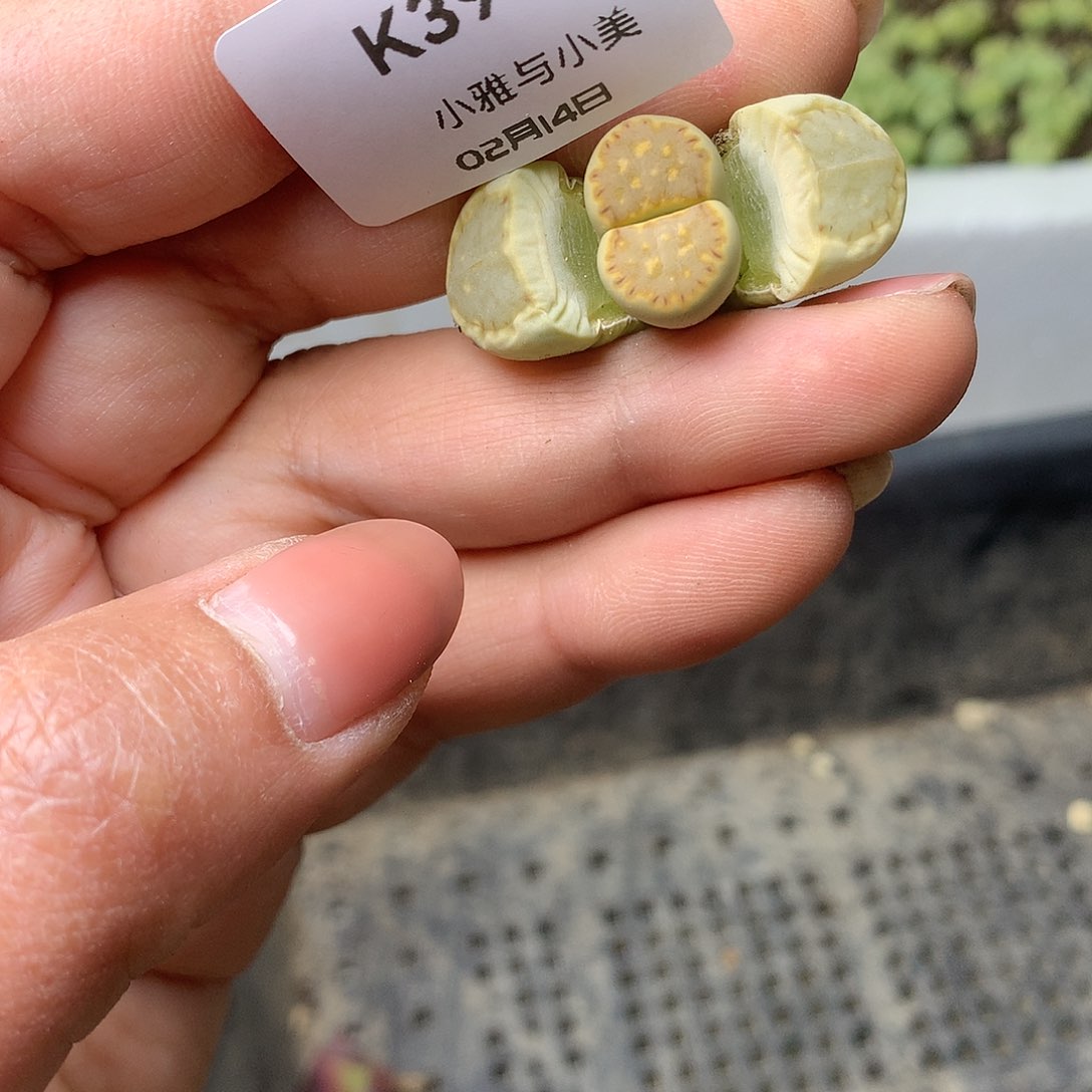 K395多肉植物保护研究所