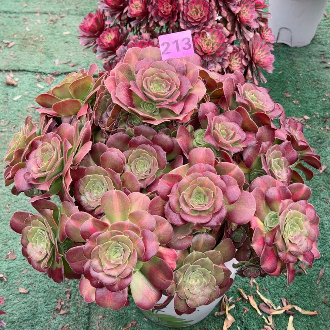 213女巫中班法师多肉植物