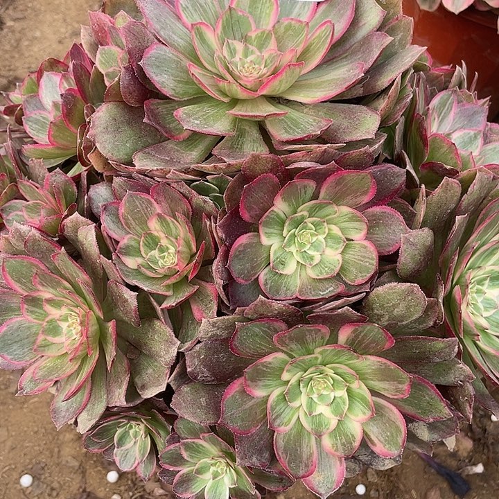 802莲花座多肉植物