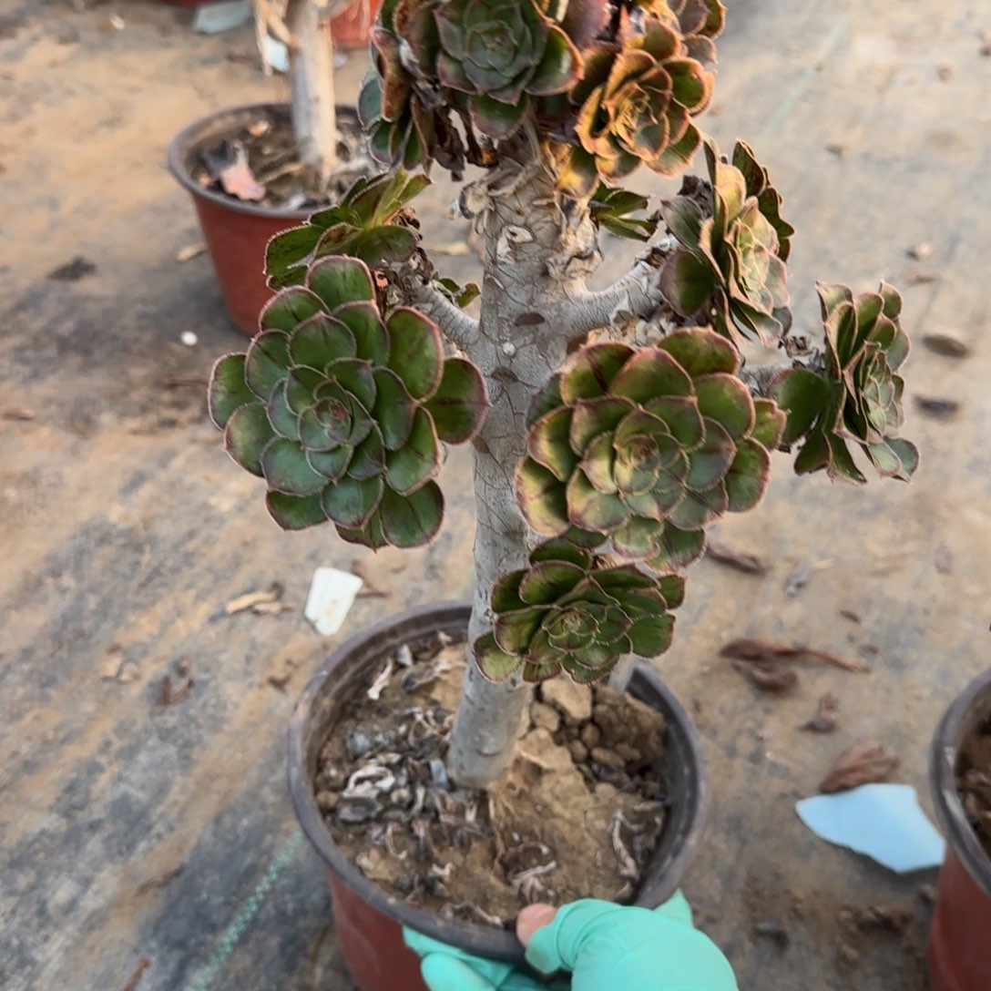 拉丝锦237满20包邮断枝不包