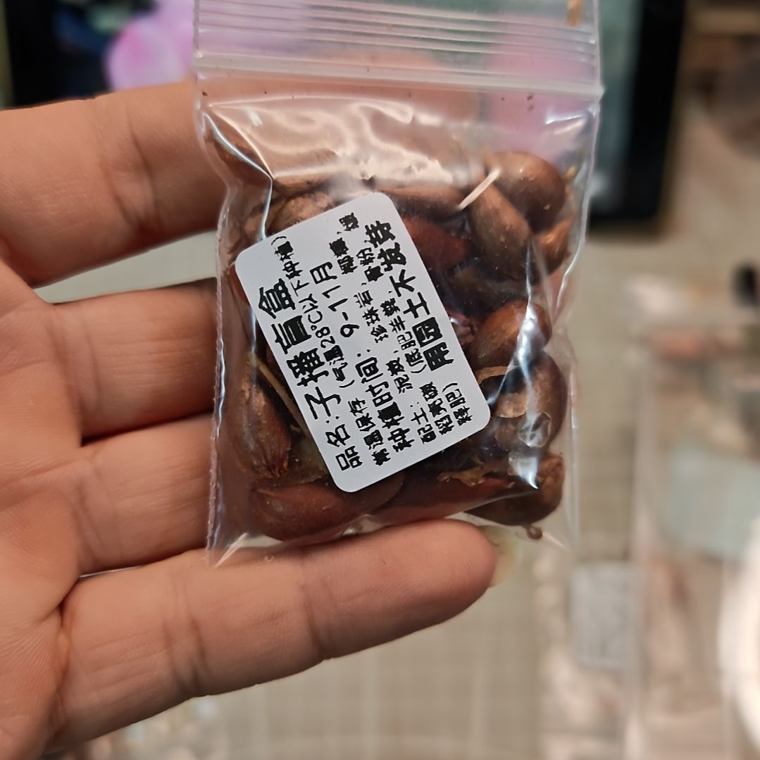 酢浆草早花三色糖果盒子播盲盒