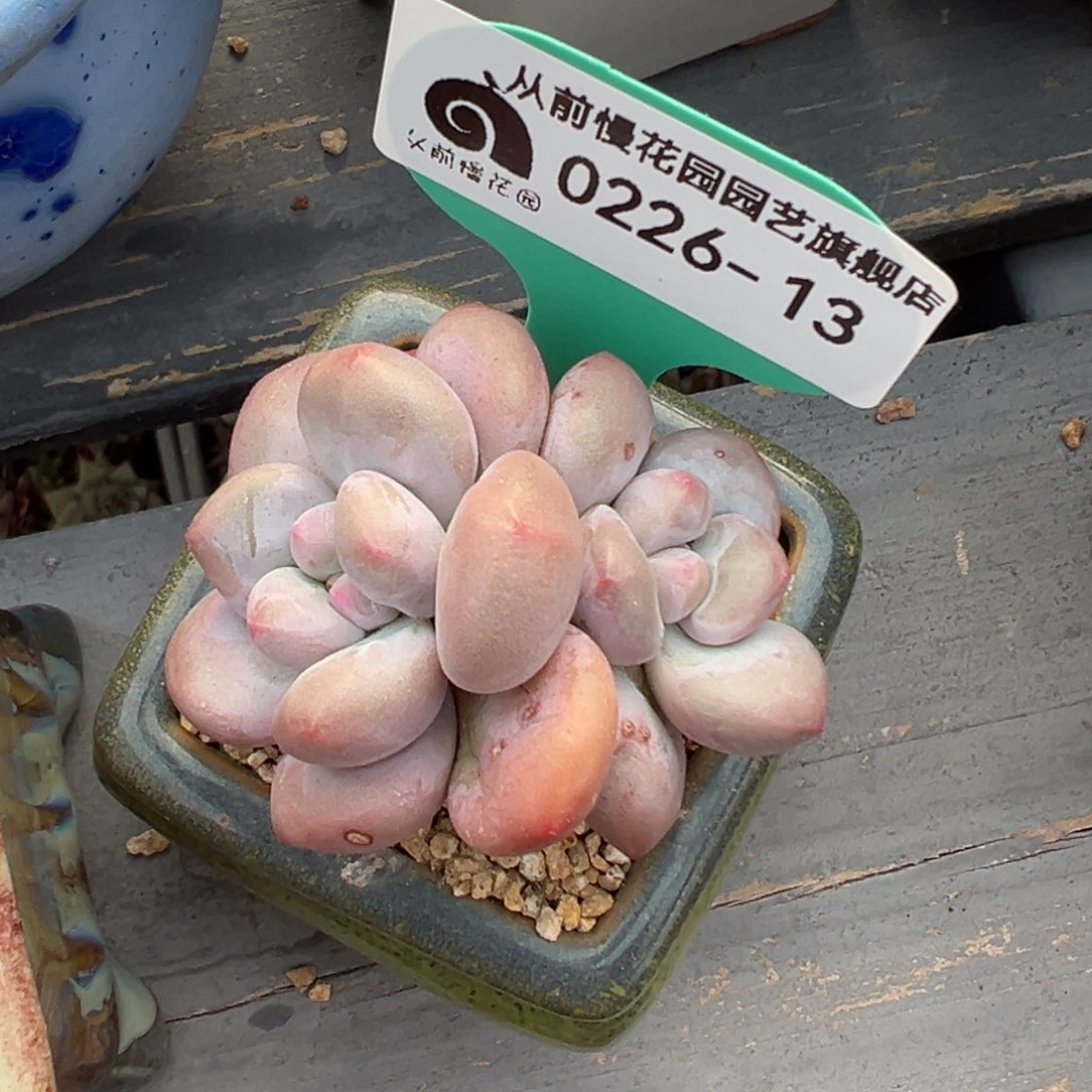 多肉一物一拍0226-13