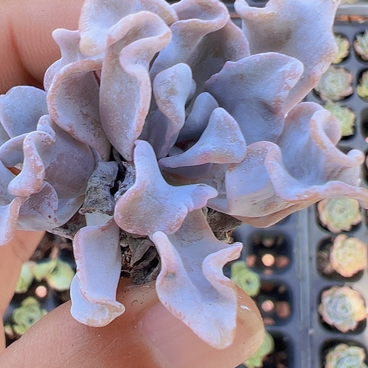 白饺子皮精品多肉植物