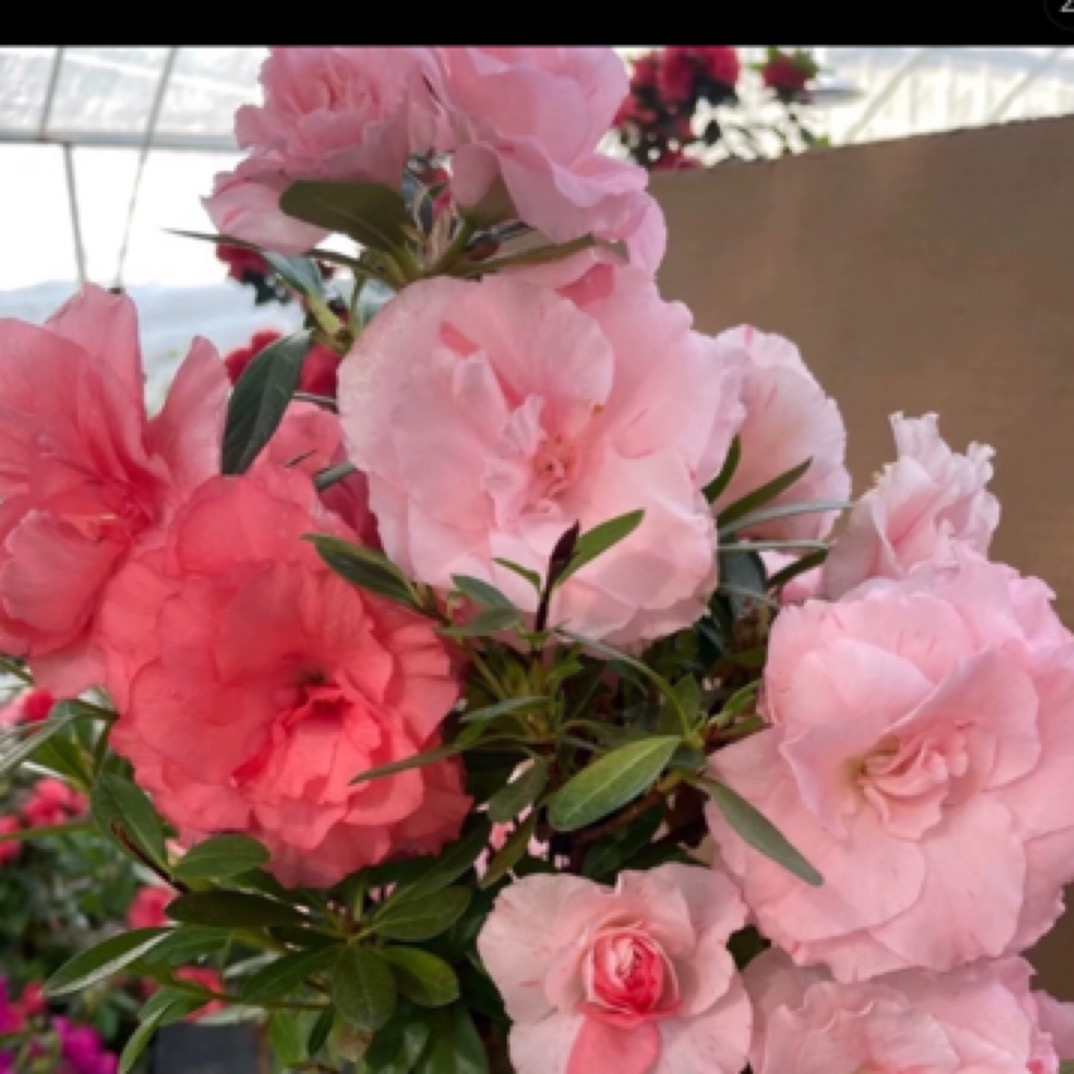 直播间链接 一物一拍 盆栽花