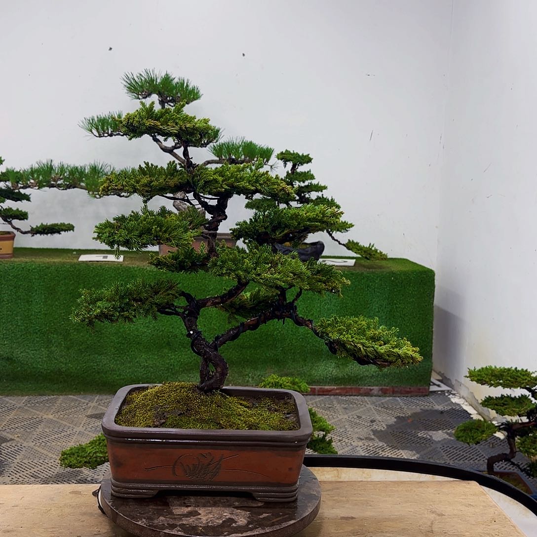 盆景盆景盆景盆景