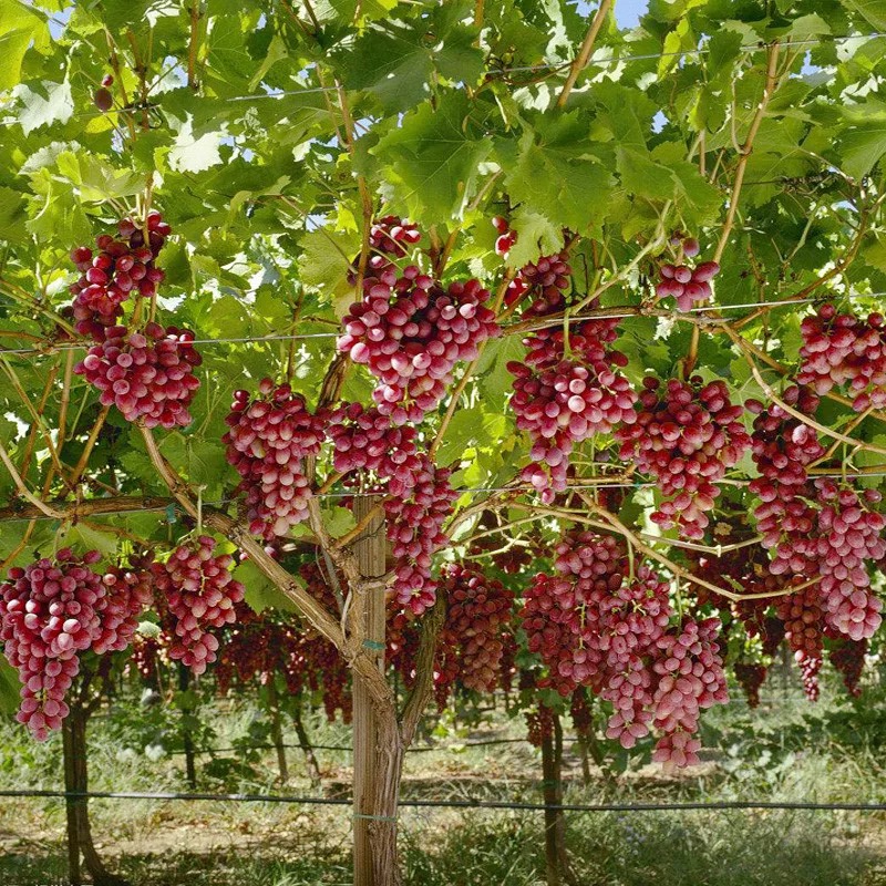 葡萄树苗盆栽地栽南北方种植爬藤立架当年结果耐寒新品种