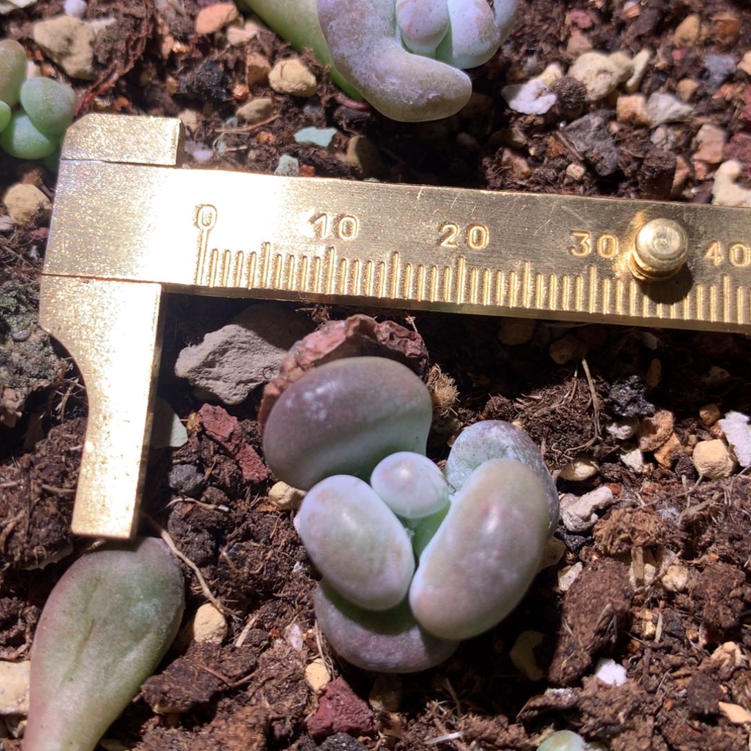 油煎奶酪多肉油煎奶酪