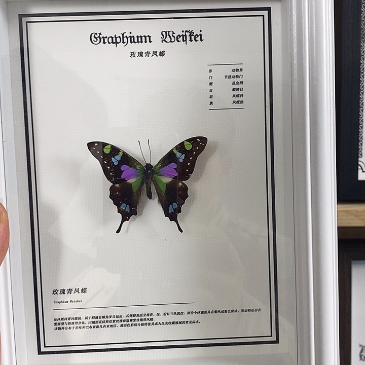 木玫瑰青等蝶8寸框