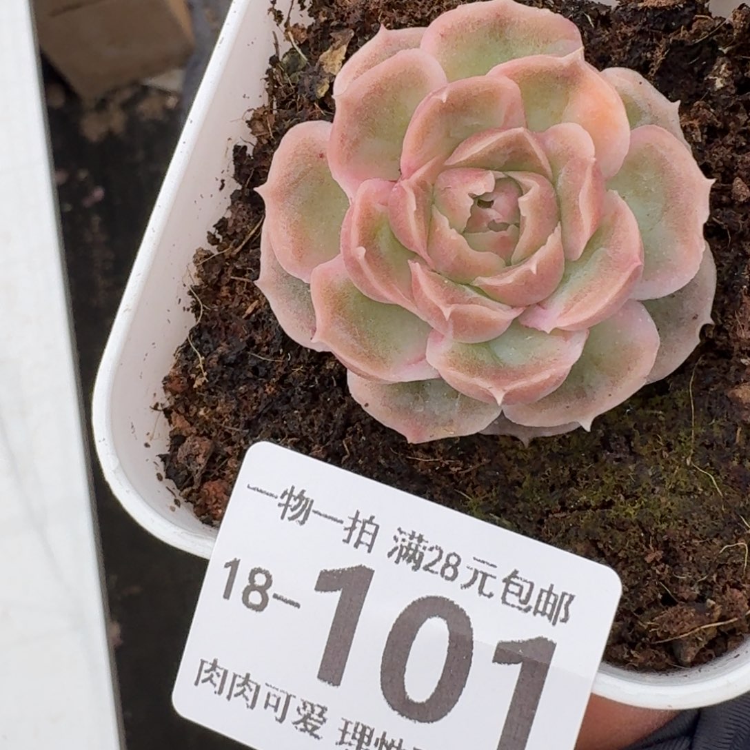 水晶虾饺无盆土发货无盆