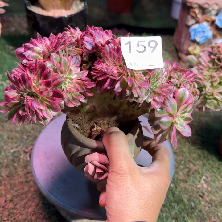 荔枝法师锦缀化159