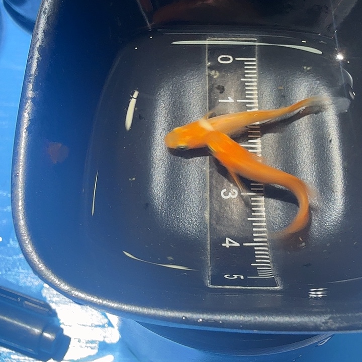 青鳉鱼49号拍品贵妃碟