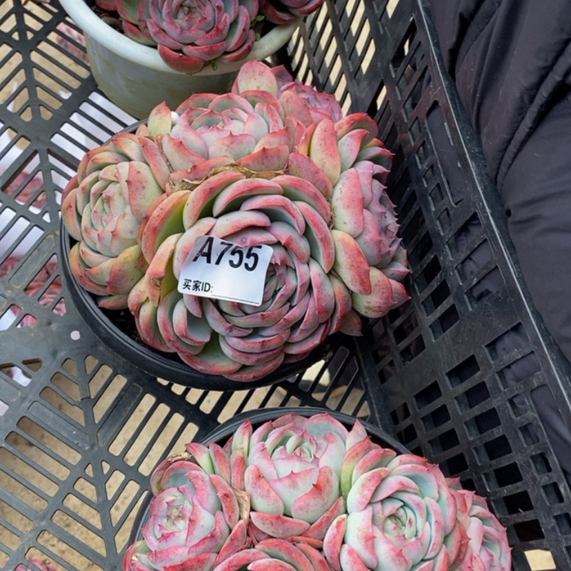 【闪购商品】倥*多肉植物