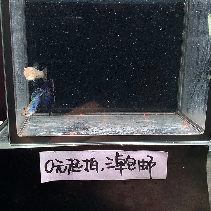 孔雀鱼辛加兰一对