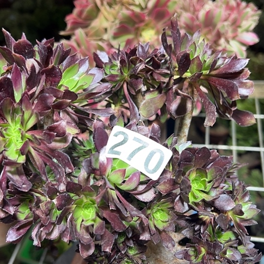 希***多肉植物一个微瑕妖270