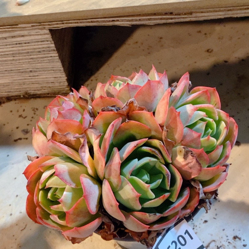 【闪购商品】克里斯汀15201