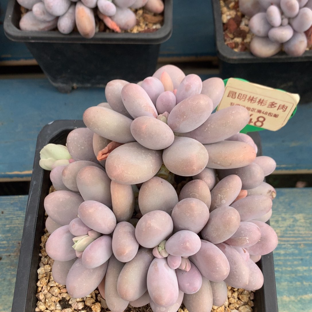 原始奶酪一物一拍