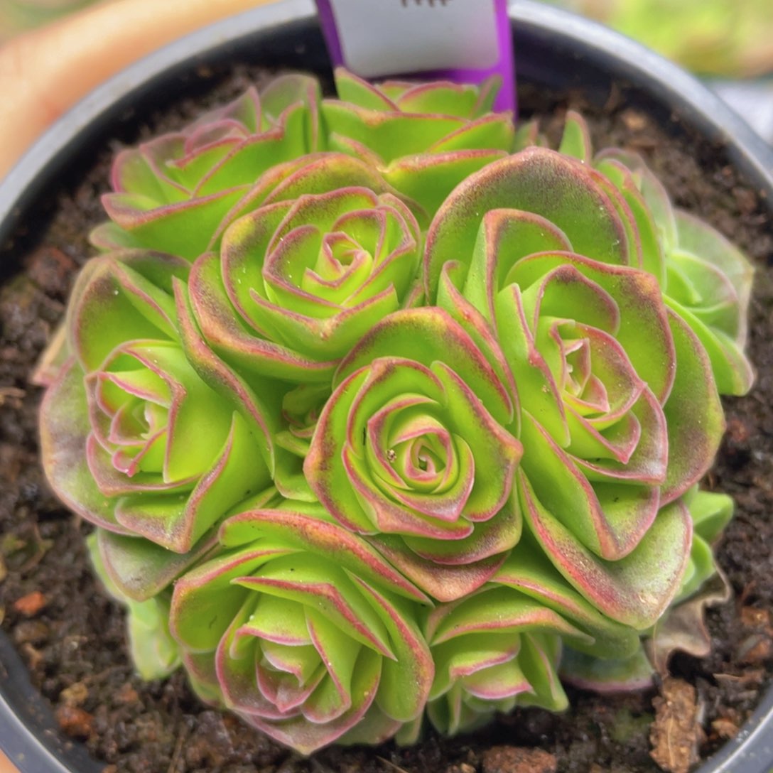 粉红舞鞋一物一拍552