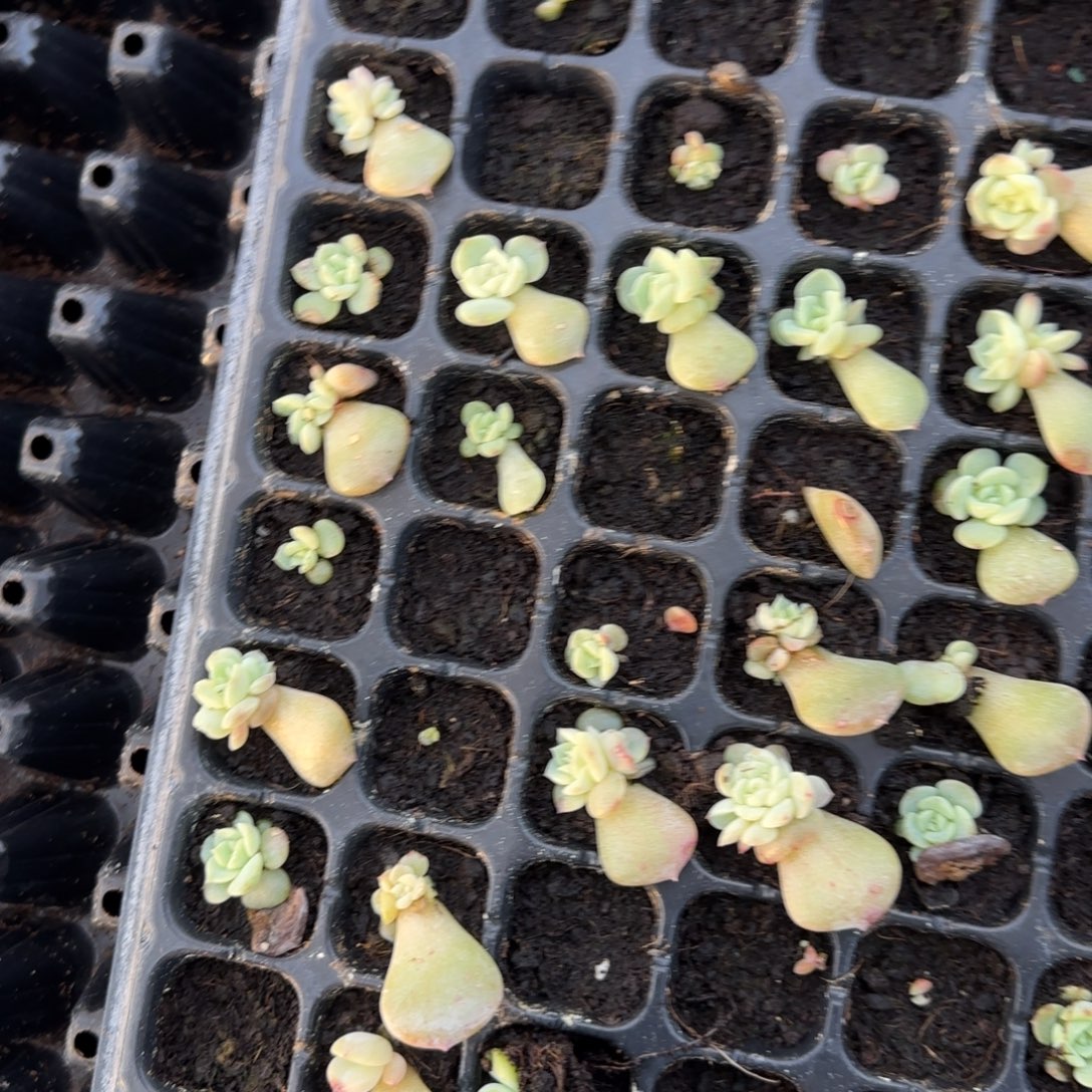 F399风花穴一个满25包邮