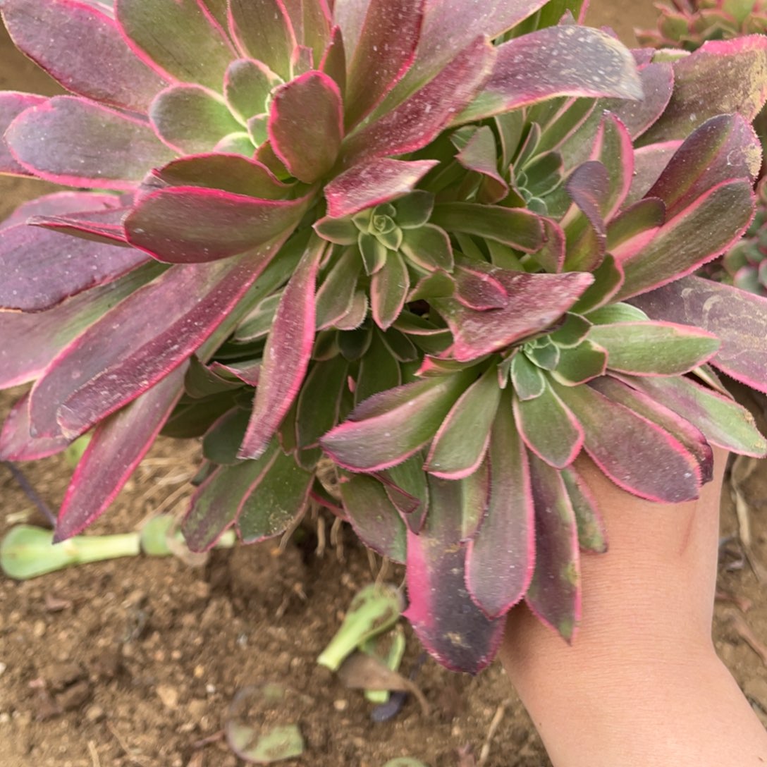 金丝雀多肉法师断枝不包