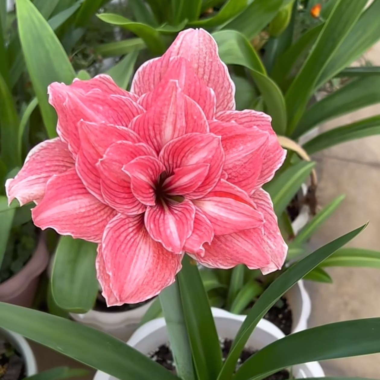 朱顶红【孤宝1700】，包对版不包后期养护。