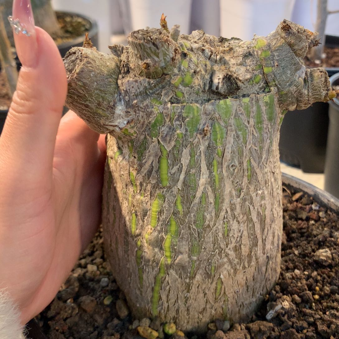 龟甲木棉带盆发货