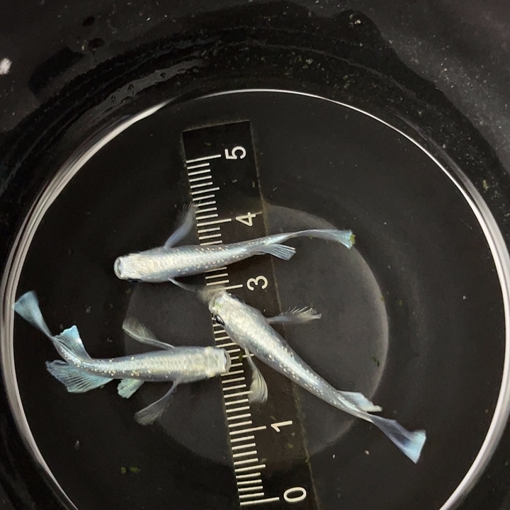 海水鱼16天使之翼