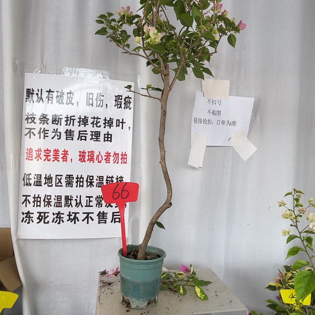 俞***程当前无花栽培后可以开花66绿樱