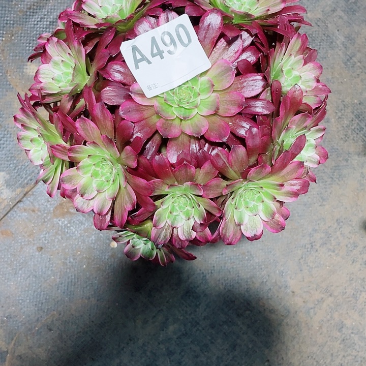 多肉紫烟法师锦的福利490