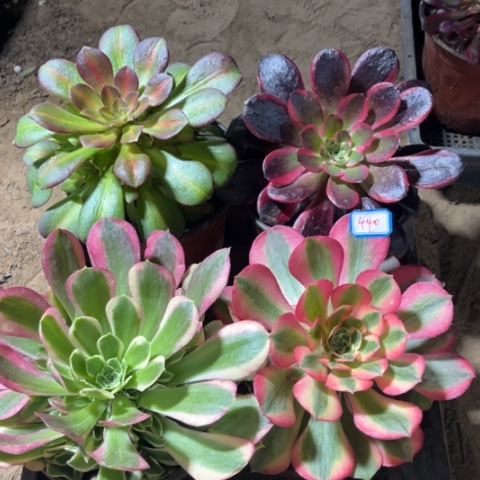 440多肉植物组合