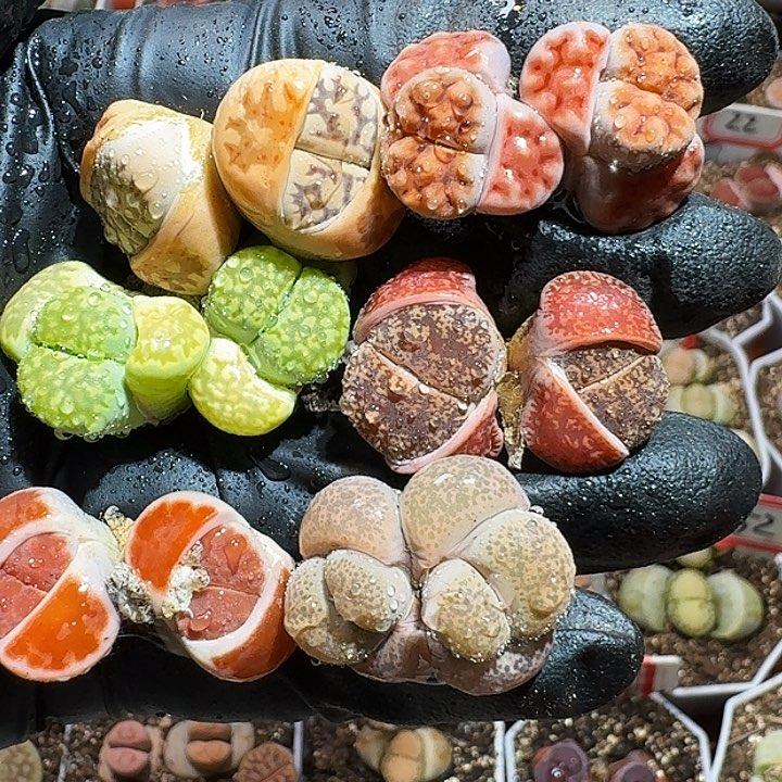 生石花111111111。  223