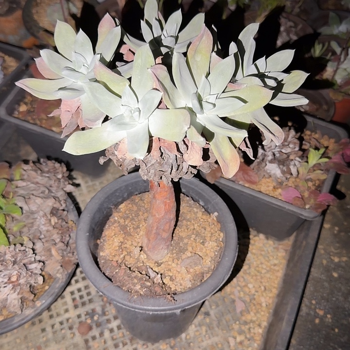 阳***肉拇指绿苹果叶杂交