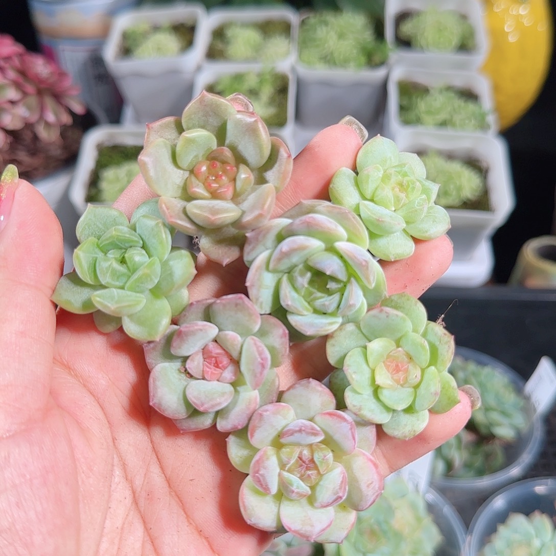 0815,--31糖心珍妮