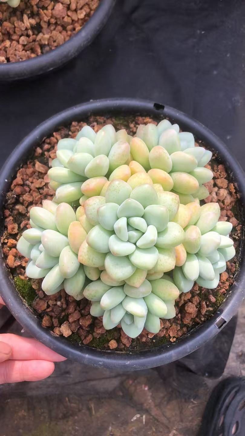 泡泡糖精控 品质货 