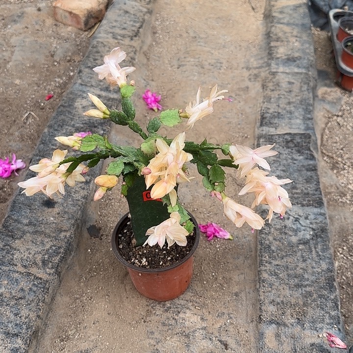 春***光038嫁接蟹爪兰：光炫