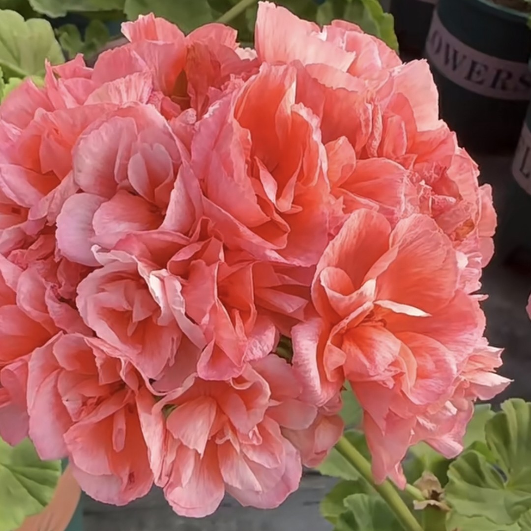 【威士忌】直立天竺葵