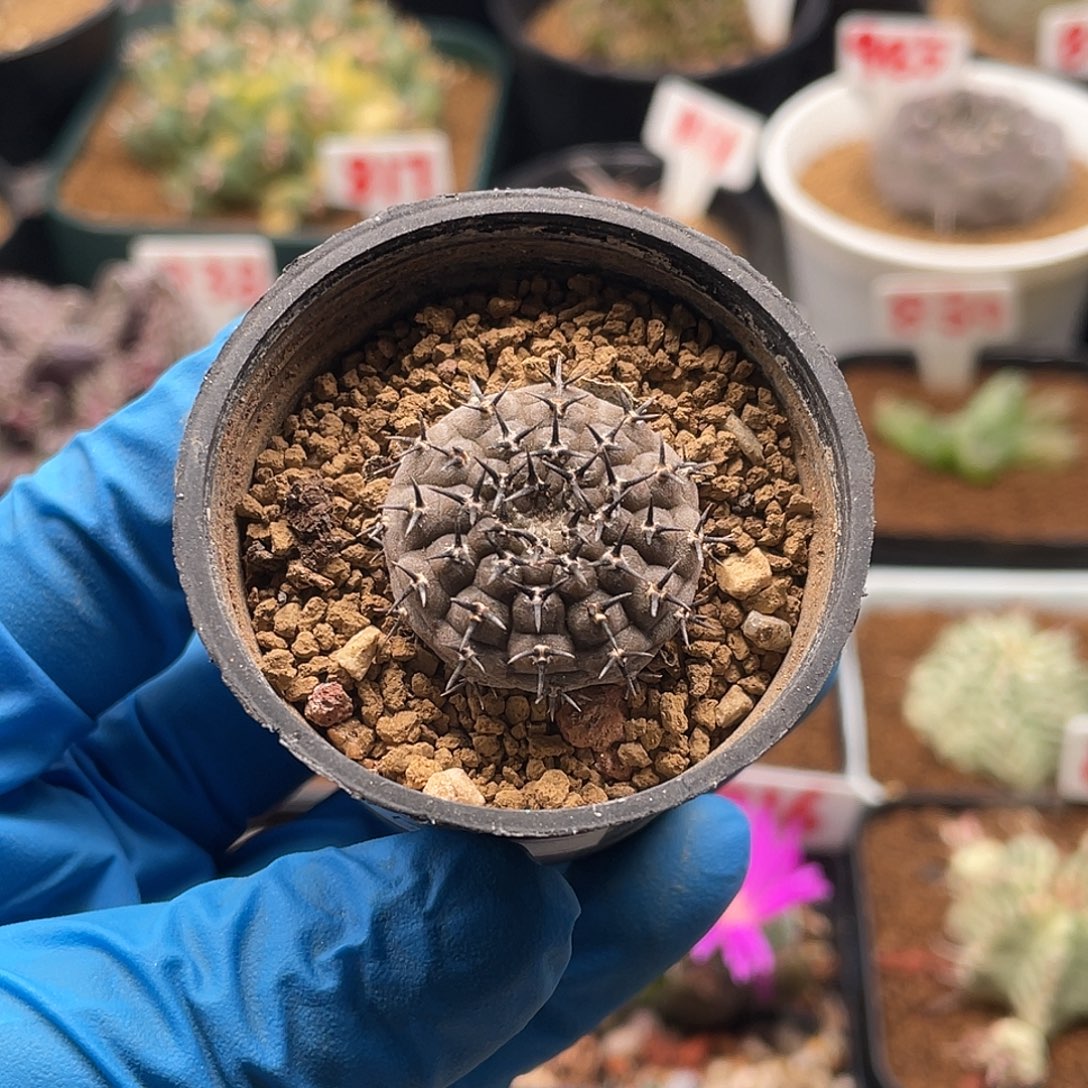 实生短豪刺黑刺凤头仙人球