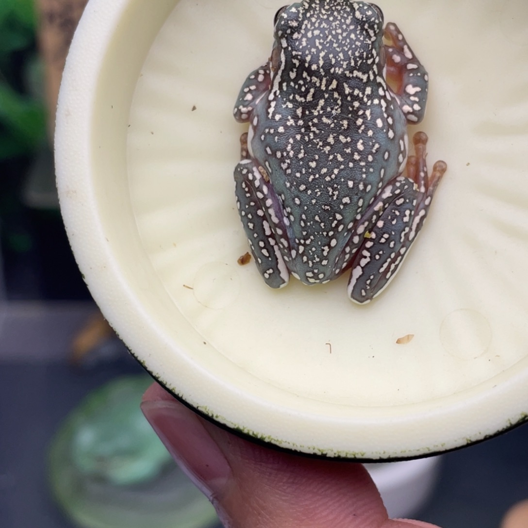 老爷树蛙17号精品暴雪蓝